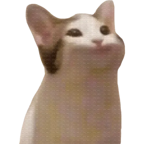Pop Cat